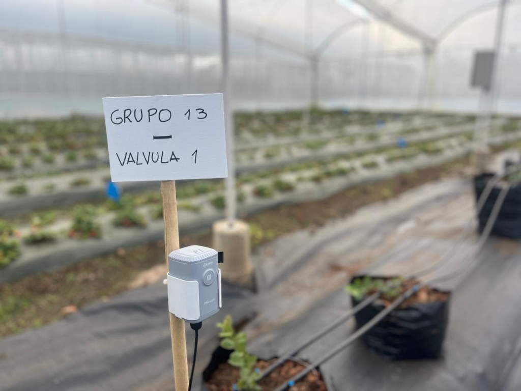 Configuraciones productivas y sustratos evaluados en el modelo de agricultura de precisión en arándanos